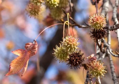 Liquidambar (Sweet Gum) - Simpson's Nurseries Ltd