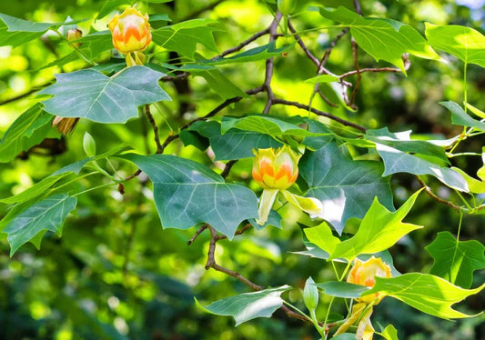Liriodendron (Tulip) - Simpson's Nurseries Ltd