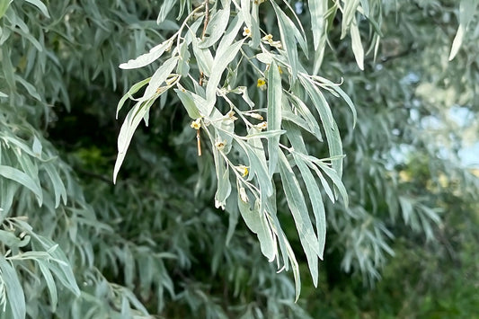 Elaeagnus