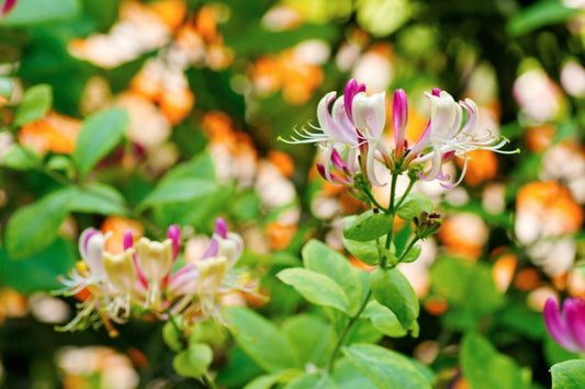 Lonicera (Climbing Honeysuckle) - Simpson's Nurseries Ltd