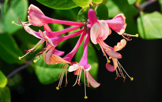 Lonicera (Shining Honeysuckle) - Simpson's Nurseries Ltd