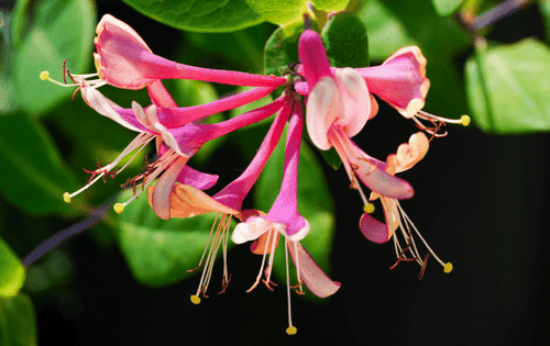 Lonicera (Shining Honeysuckle) - Simpson's Nurseries Ltd