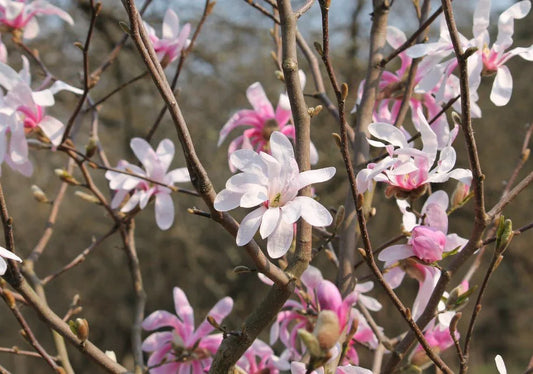 Magnolia - Simpson's Nurseries Ltd