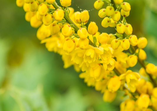 Mahonia - Simpson's Nurseries Ltd