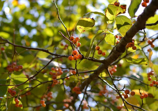 Malus (Crab Apple) - Simpson's Nurseries Ltd
