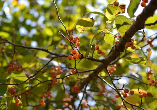 Malus (Crab Apple) - Simpson's Nurseries Ltd