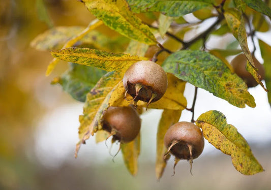 Medlar Trees - Simpson's Nurseries Ltd