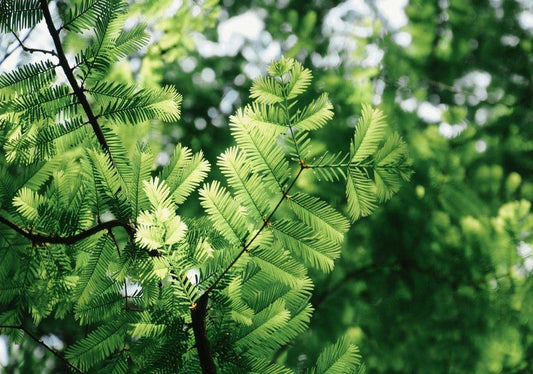 Metasequoia (Dawn Redwood) - Simpson's Nurseries Ltd