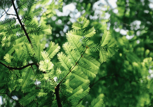 Metasequoia (Dawn Redwood) - Simpson's Nurseries Ltd