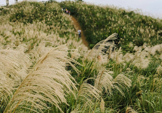 Miscanthus - Simpson's Nurseries Ltd