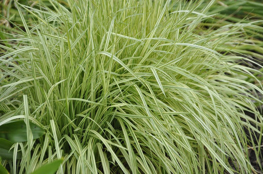Molinia - Simpson's Nurseries Ltd