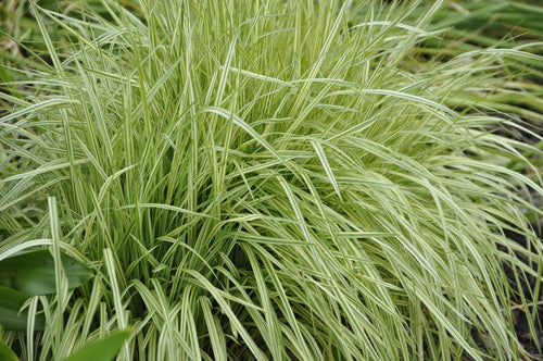 Molinia - Simpson's Nurseries Ltd