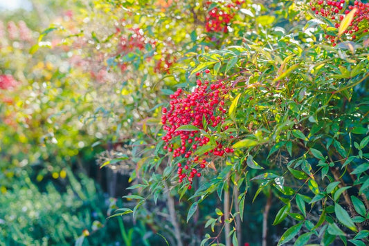 Nandina (Sacred Bamboo) - Simpson's Nurseries Ltd