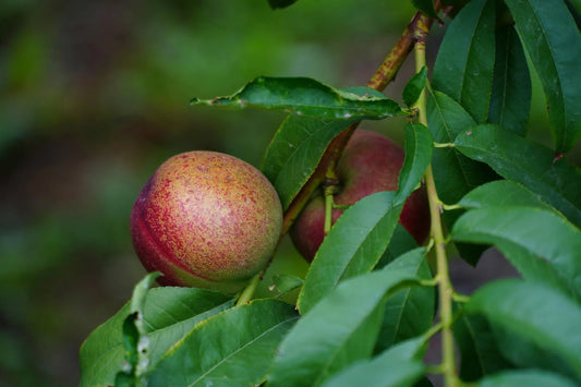 Nectarine Trees - Simpson's Nurseries Ltd
