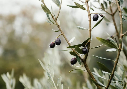 Olive Trees - Simpson's Nurseries Ltd