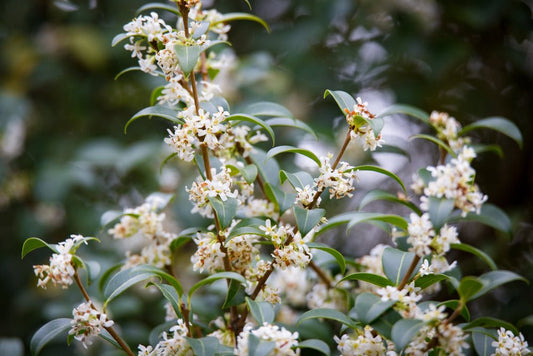 Osmanthus - Simpson's Nurseries Ltd