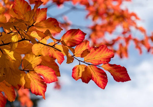 Parrotia (Ironwood) - Simpson's Nurseries Ltd