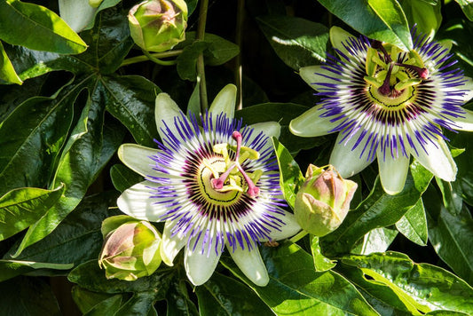 Passiflora (Passion Flower) - Simpson's Nurseries Ltd