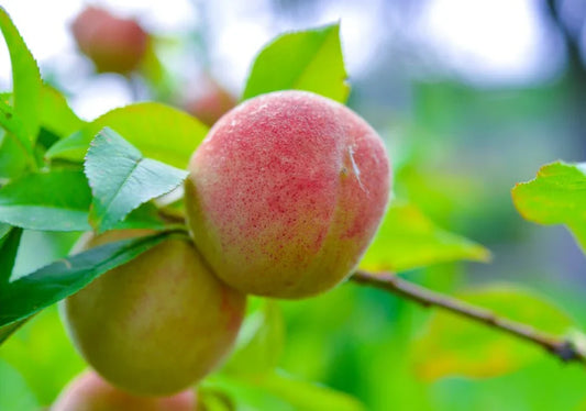 Peach Trees - Simpson's Nurseries Ltd