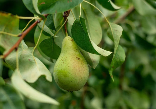 Pear Trees - Simpson's Nurseries Ltd