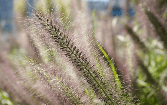 Pennisetum - Simpson's Nurseries Ltd