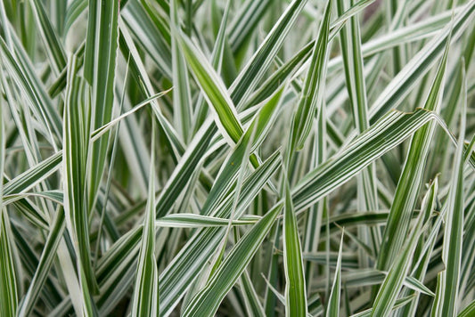 Phalaris - Simpson's Nurseries Ltd