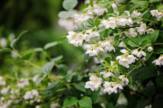 Philadelphus (Mock Orange) - Simpson's Nurseries Ltd