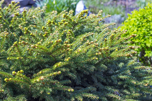 Picea (Spruce) - Simpson's Nurseries Ltd