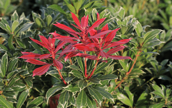 Pieris (Lily of the Valley) – Simpson's Nurseries Ltd