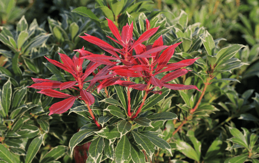 Pieris (Lily of the Valley) - Simpson's Nurseries Ltd