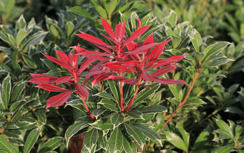 Pieris (Lily of the Valley) - Simpson's Nurseries Ltd