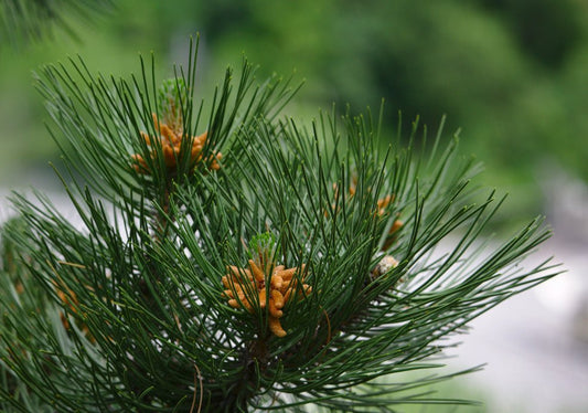 Pinus (Pine) - Simpson's Nurseries Ltd
