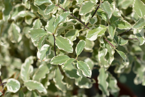 Pittosporum - Simpson's Nurseries Ltd