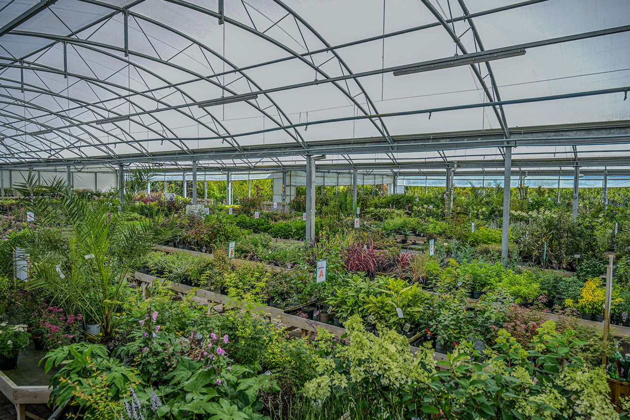 Hundreds of Plants & Trees