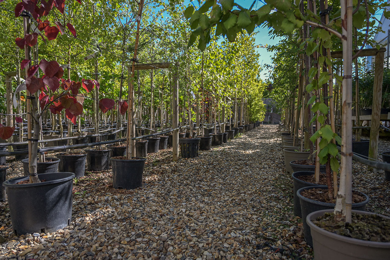 For plants and trees collected from the garden centre: