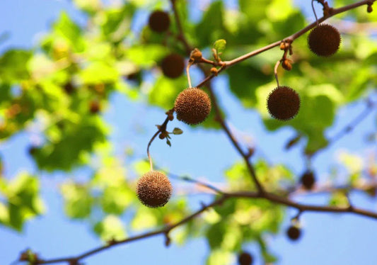 Platanus (London Plane) - Simpson's Nurseries Ltd
