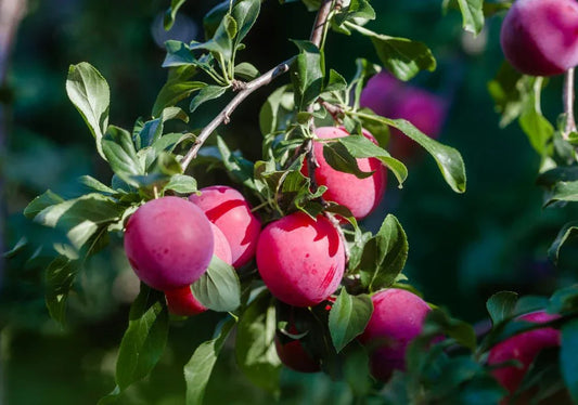 Plum Trees - Simpson's Nurseries Ltd