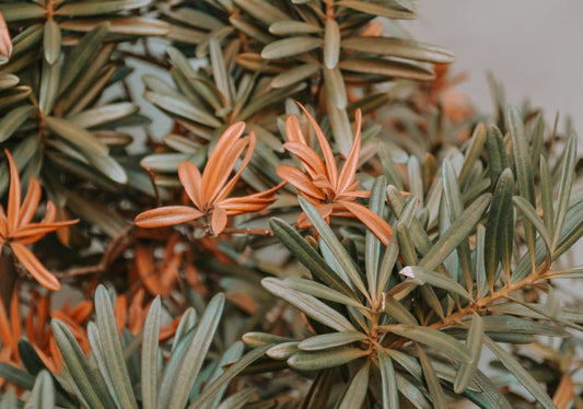 Podocarpus - Simpson's Nurseries Ltd