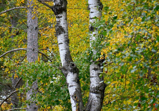 Poplus (Poplar) - Simpson's Nurseries Ltd