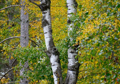 Poplus (Poplar) - Simpson's Nurseries Ltd