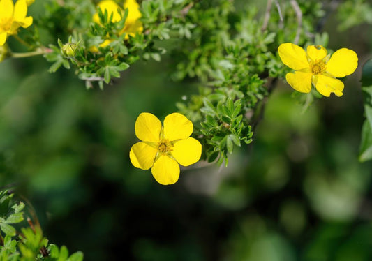 Potentilla (Cinquefoil) - Simpson's Nurseries Ltd