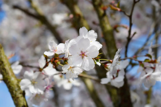 Prunus (Flowering Cherry) - Simpson's Nurseries Ltd