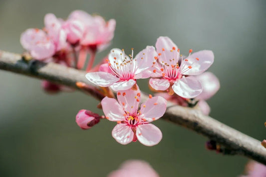 Prunus (Ornamental Almond) - Simpson's Nurseries Ltd