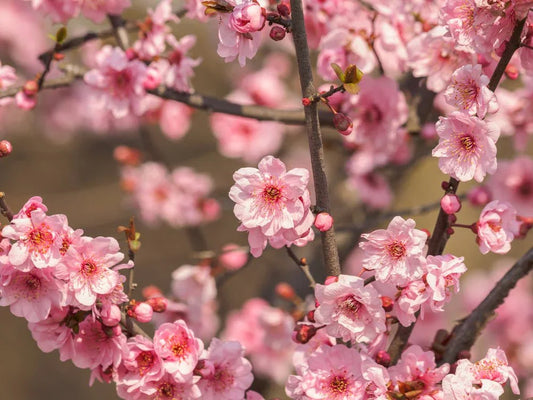 Prunus (Ornamental Plum) - Simpson's Nurseries Ltd