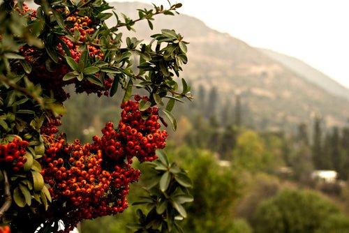 Pyracantha (Firethorn) - Simpson's Nurseries Ltd