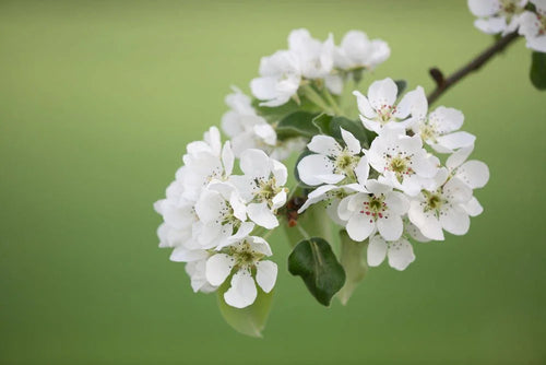 Pyrus (Ornamental Pear) - Simpson's Nurseries Ltd