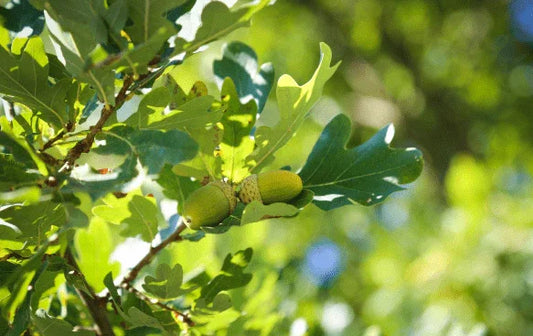Quercus (Oak) - Simpson's Nurseries Ltd