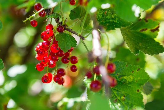 Redcurrant - Simpson's Nurseries Ltd