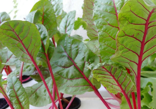 Rhubarb - Simpson's Nurseries Ltd