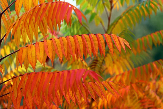 Rhus (Stags Horn) - Simpson's Nurseries Ltd